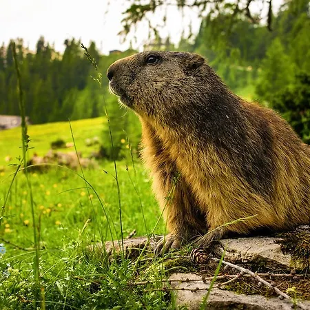 Διαμέρισμα Ani *